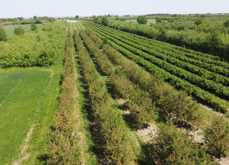 Działka budowlano-rolna (nowa cena) o pow. 878 m2   z możliwością zabudowy zagrodowej objęta MPZP w m. Kamień Kolonia gm. Łaziska pow. opolski woj. lubelskie w - KAMIEŃ-KOLONIA, ŁAZISKA, LUBELSKIE na SPRZEDAŻ