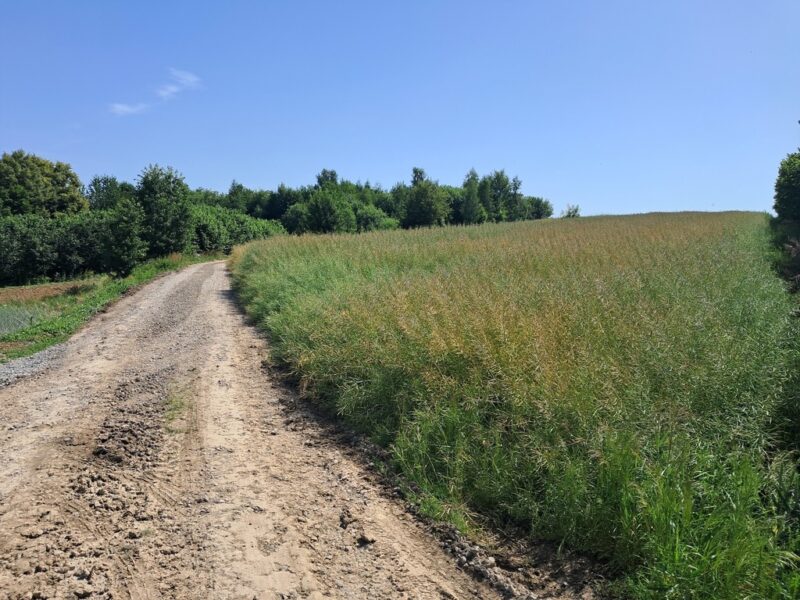Gm. Rybczewice - Częstoborowice -siedlisko - 20ar - RYBCZEWICE, LUBELSKIE na SPRZEDAŻ
