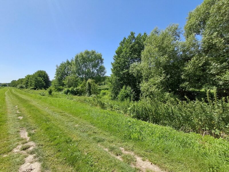 Gm. Rybczewice - Częstoborowice -siedlisko - 20ar - RYBCZEWICE, LUBELSKIE na SPRZEDAŻ