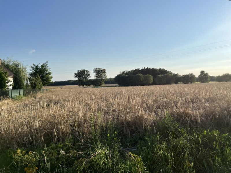 Dwie działki rolne z WZ w Helenowie gm. Policzna.
