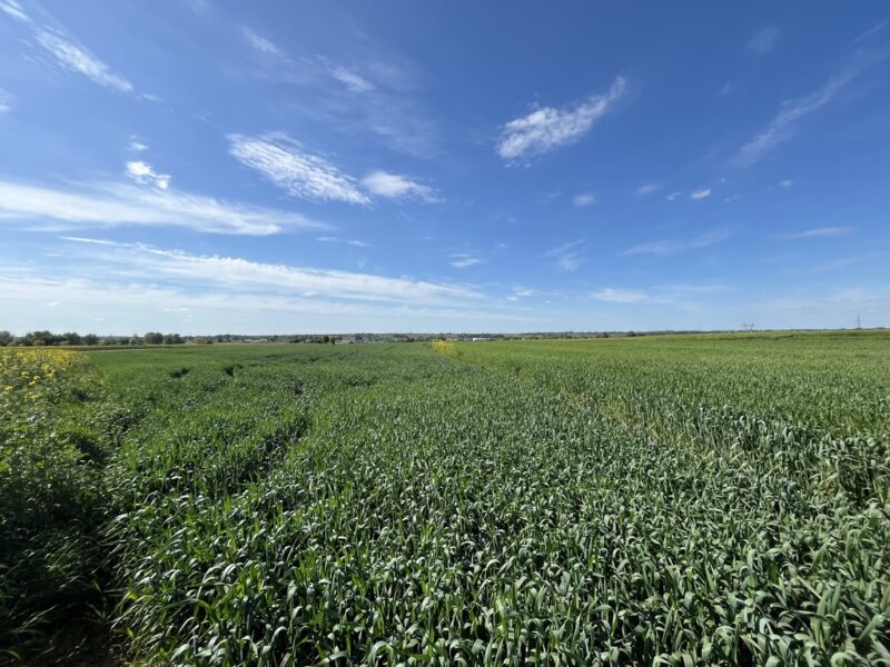 Duża działka o pow. 0,82 ha (8244 m2) z możliwością dokupienia drugiej sąsiadującej o pow. 0,92 ha (9421 m2) z oznaczeniem U/MN (Teren usług z zabudową mieszkan- WÓLKA, LUBELSKIE na SPRZEDAŻ