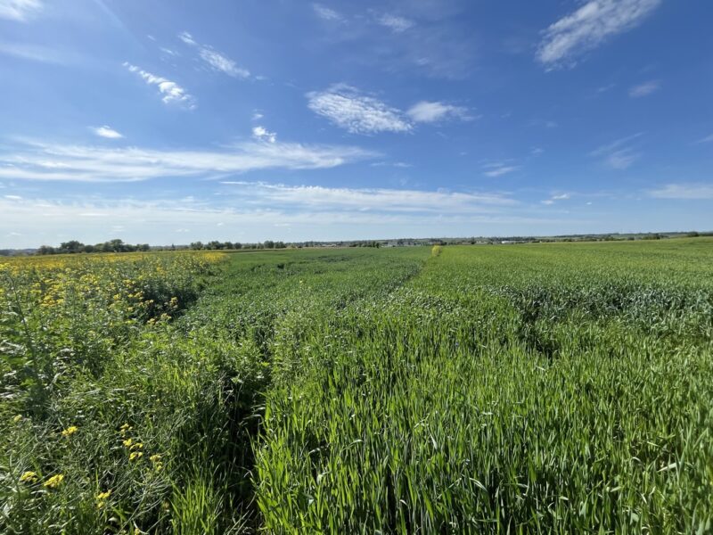 Działka 0,82ha U/MN Wólka gm. Długie pod Lublinem. - WÓLKA, LUBELSKIE na SPRZEDAŻ