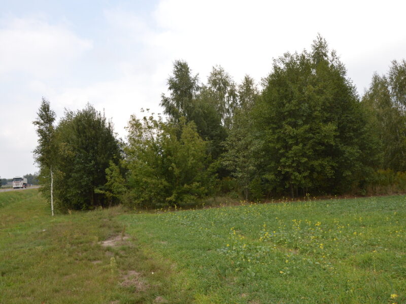 Działka z dopuszczeniem zabudowy zagrodowej (według MPZP)o pow. 1,77 ha (17698 m2) przy drodze asfaltowej w m. Brzeźnica Leśna gm. Niedźwiada pow. lubartowski w- NIEDŹWIADA, LUBELSKIE na SPRZEDAŻ