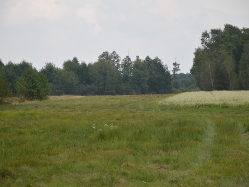 Działka rolna, Brzeźnica Książęca Kolonia, 1,77 ha