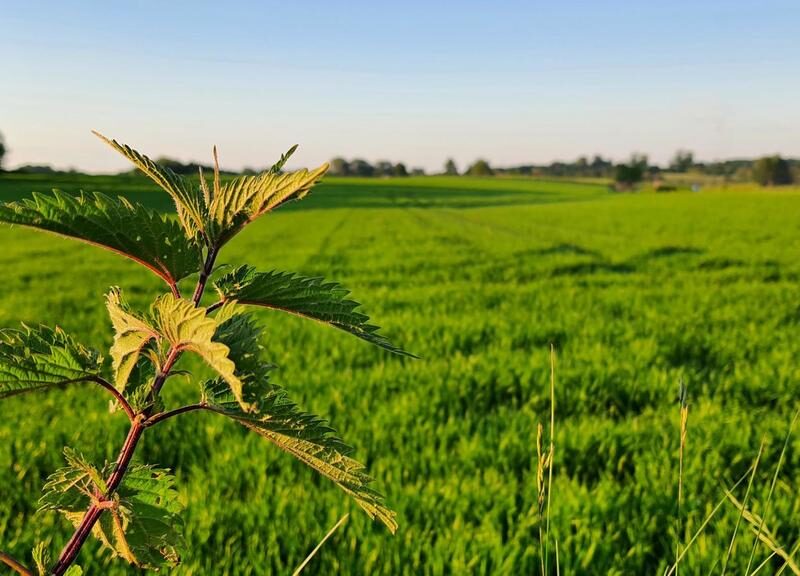 Działka 30ar nieopodal Lublina - Miłocin - MIŁOCIN, LUBELSKIE na SPRZEDAŻ