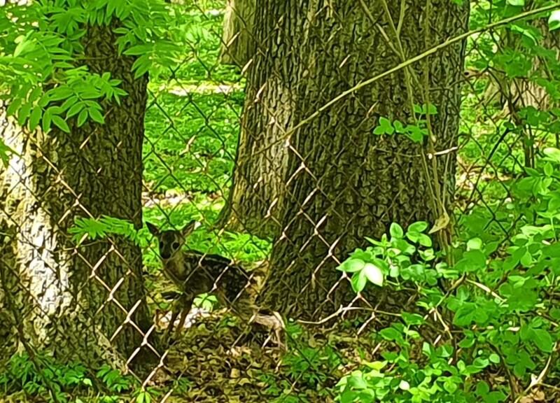 Działka, Zemborzyce Tereszyńskie, 57 ar - KONOPNICA, LUBELSKIE na SPRZEDAŻ