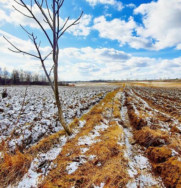 Działka budowlana Płouszowice Kolonia - 35ar