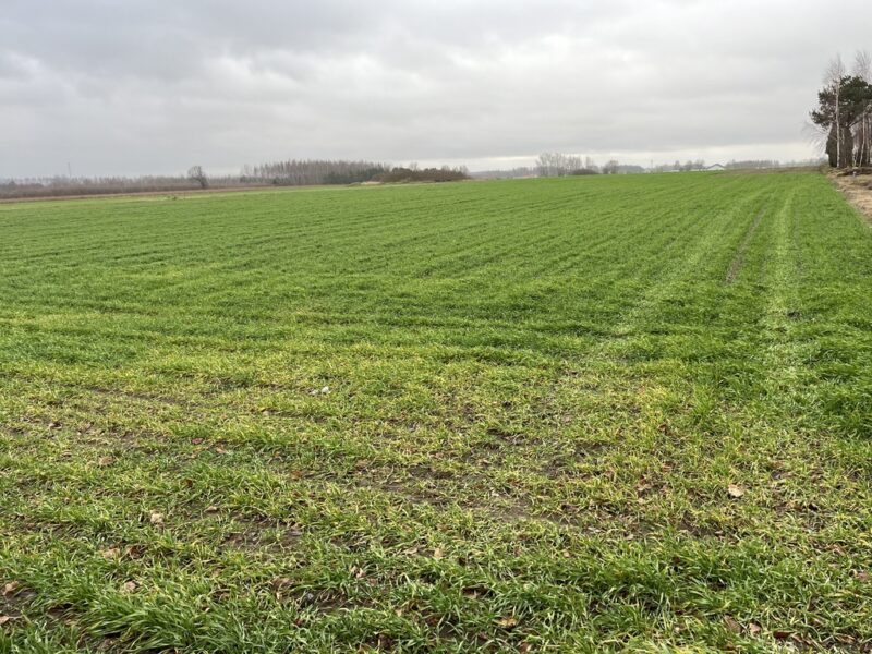 Działka budowlana gm. Przyłęk mazowieckie - PRZYŁĘK, MAZOWIECKIE na SPRZEDAŻ
