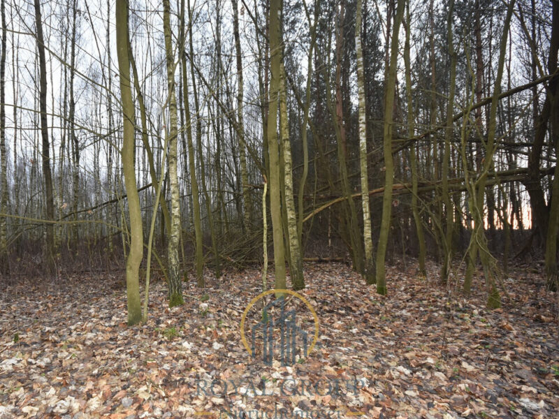 Działka leśna