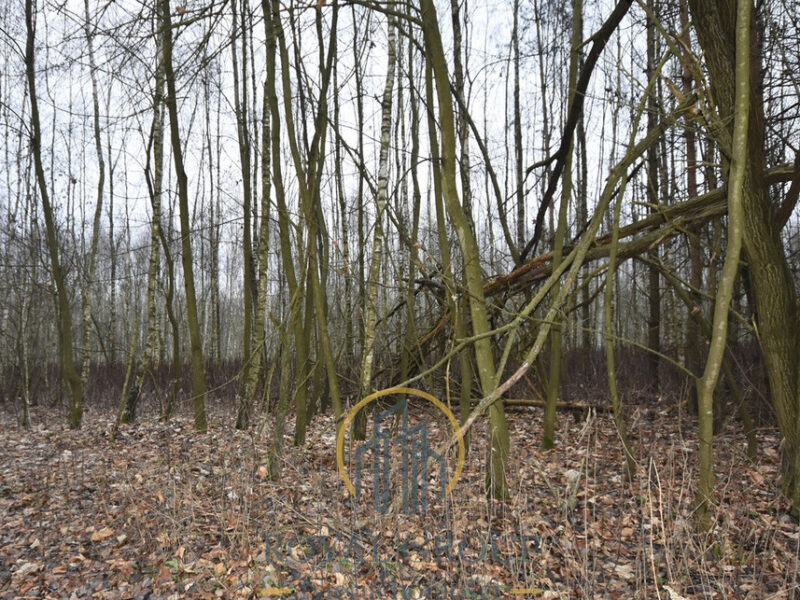 Na sprzedaż - działka leśna o powierzchni 1,7 ha