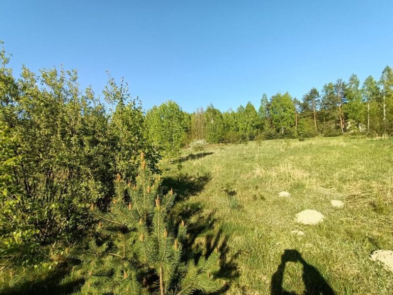 Działka z WZ 4883 m2 Gródek gm. Policzna/zwoleński - POLICZNA, MAZOWIECKIE na SPRZEDAŻ