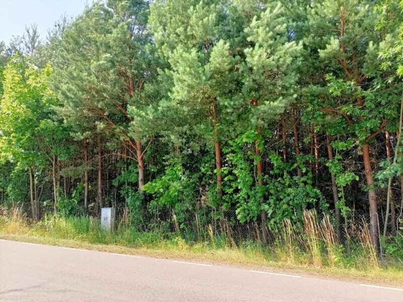 DZIAŁKA na SPRZEDAŻ, SZLACHECKI LAS, PRZYŁĘK