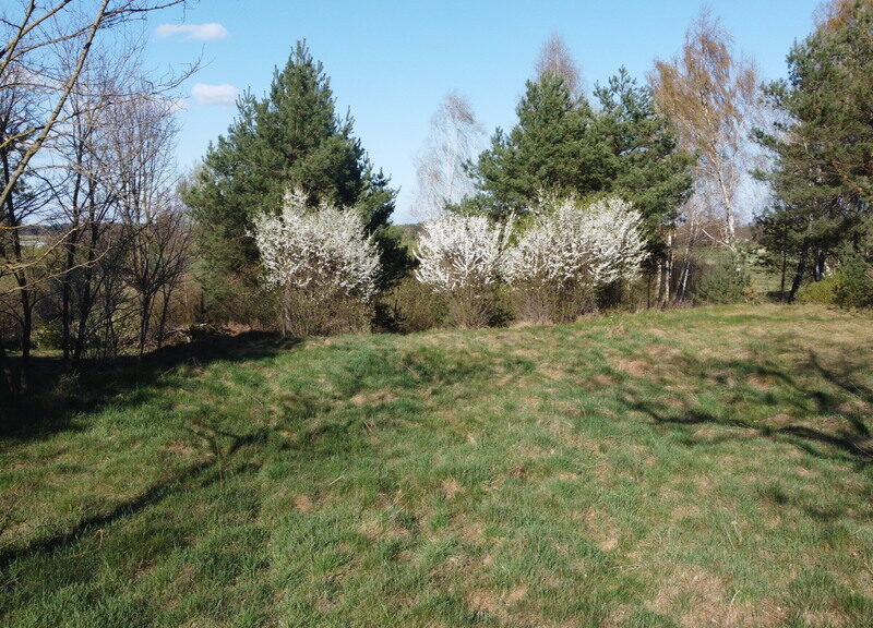 Dziełka rolna w Borowcu gm. Ciepielów pow. lipski. - CIEPIELÓW, MAZOWIECKIE na SPRZEDAŻ