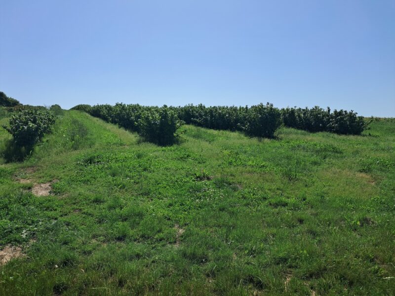 Gm. Rybczewice - Częstoborowice -siedlisko - 20ar