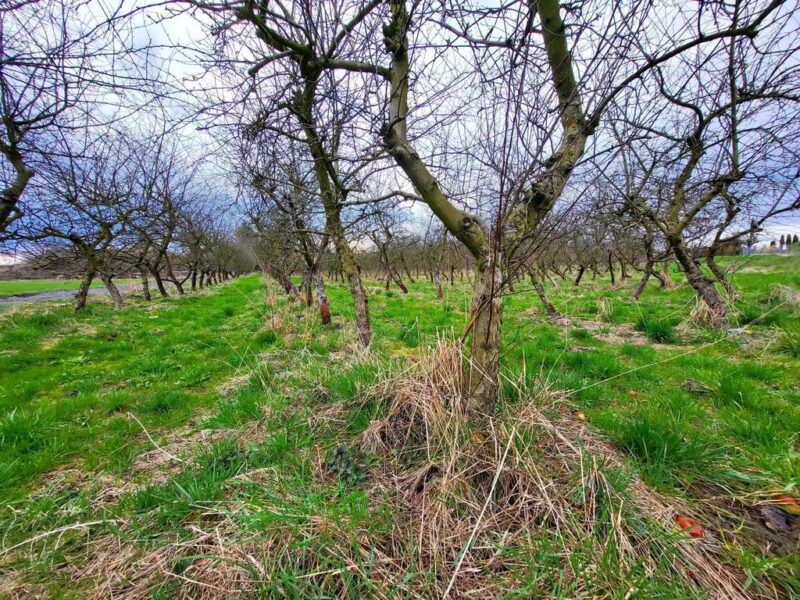 Inwestycyjna działka budowlana w Motyczu - KONOPNICA, LUBELSKIE na SPRZEDAŻ