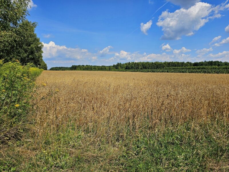 Dzaiłka rolna - nieco ponad 33 ar - Karczmiska Drugie~~Działka:~- 3342 m²~- grunt rolny~- klasa ziemi: IIIB~- dojazd drogą polną~- kształt: prostokąt~- ukształt- KARCZMISKA, LUBELSKIE na SPRZEDAŻ