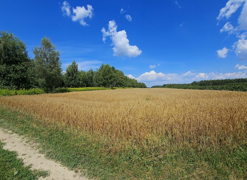 Karczmiska Drugie - ponad 33ar działki rolnej - KARCZMISKA, LUBELSKIE na SPRZEDAŻ