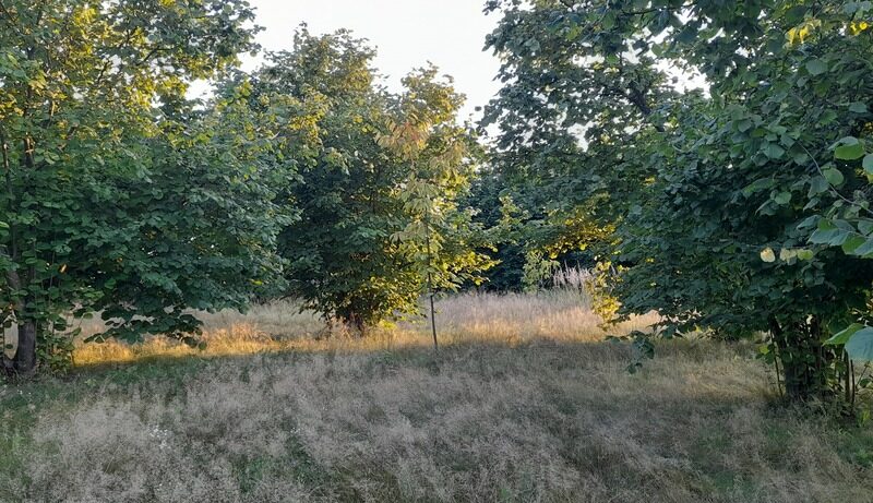 Ładna, uzbrojona działka pod lasem-33a-Wilczopole
