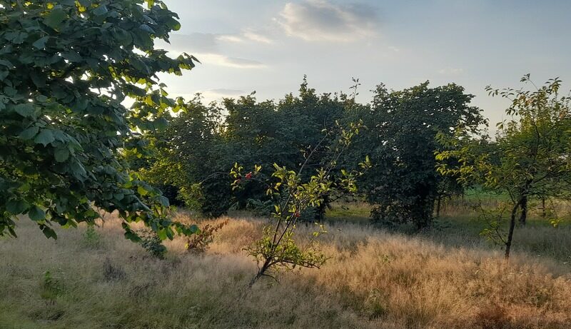 Ładna, uzbrojona działka pod lasem-33a-Wilczopole