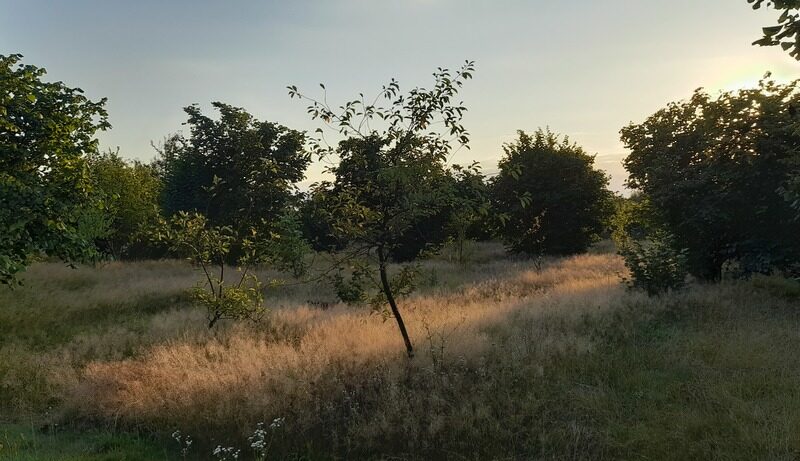 Ładna, uzbrojona działka pod lasem-33a-Wilczopole - LUBLIN, LUBELSKIE na SPRZEDAŻ