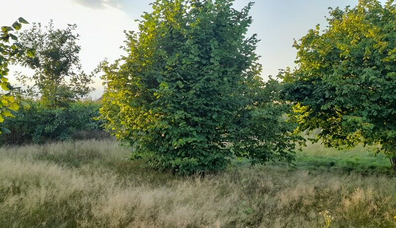 Ładna, uzbrojona działka pod lasem-33a-Wilczopole