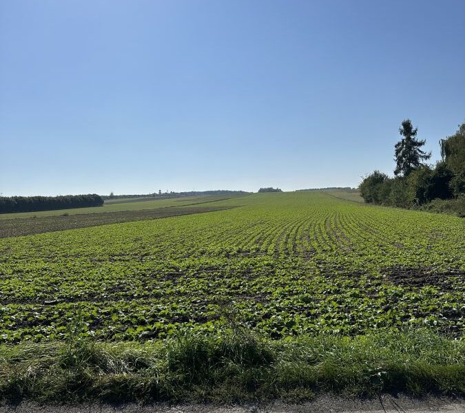 Ludwików 17 ar budowlane przy asfalcie - ogłoszenia