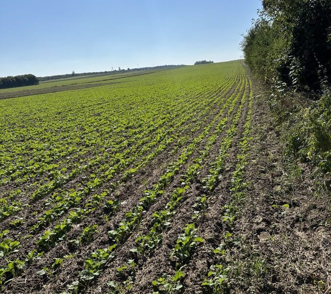Ludwików 17 ar budowlane przy asfalcie
