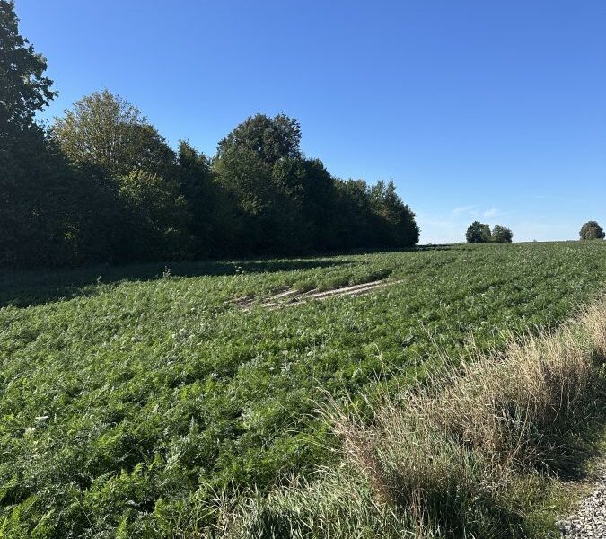 Ostatnia działka ze starodrzewem
