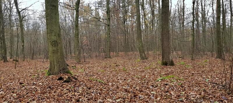 Przepiękny las w miejscowości Samoklęski.~~Do sprzedania udziały (5/6) działki leśnej, a dokładnie dwóch położonych bezpośrednio przy sobie działek leśnych poło- KAMIONKA, LUBELSKIE na SPRZEDAŻ