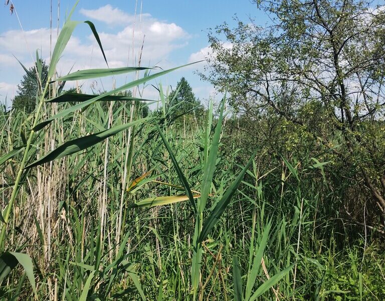 Sześć działek o powierzchniach od 500 m2 do 3700 m2 (łączna powierzchnia 9700 m2) usytuowane w pobliżu stawu Borowiec malowniczej części miejscowości Gołąb gm. - PUŁAWY, LUBELSKIE na SPRZEDAŻ